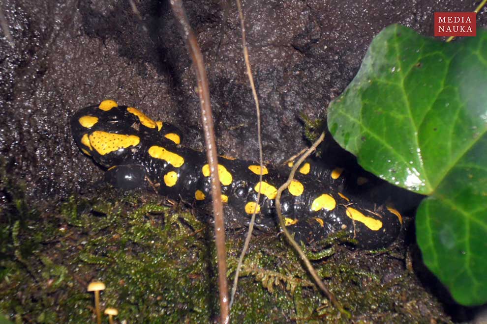 salamandra plamista