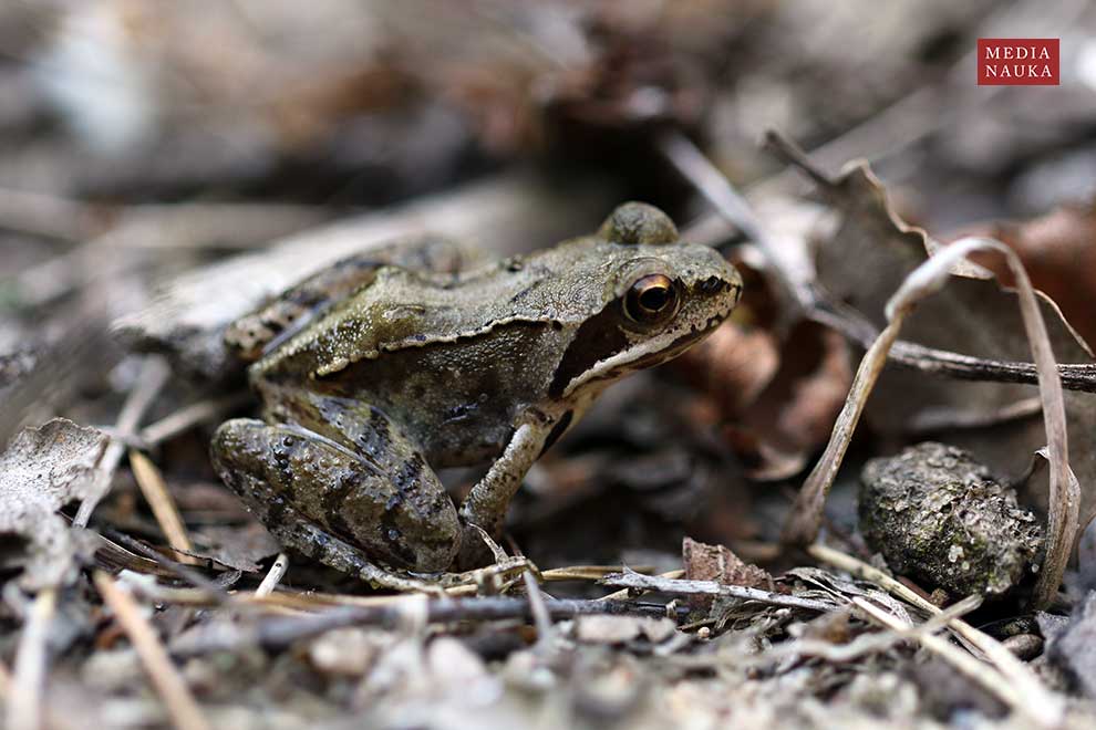 żaba trawna (Rana temporaria)