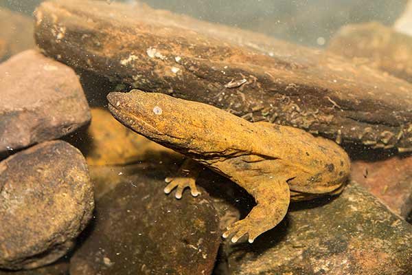 Diabeł błotny (Cryptobranchus alleganiensis)