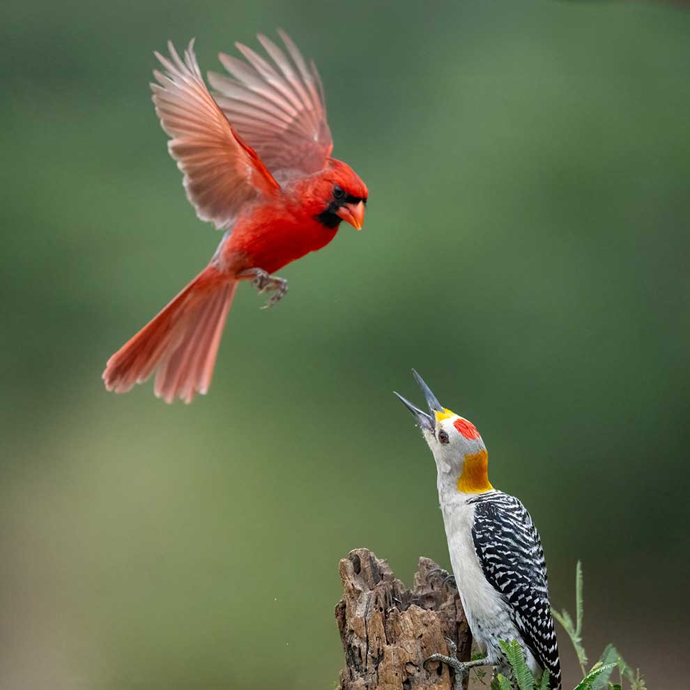 dzięciur złotoczelny (Melanerpes aurifrons)