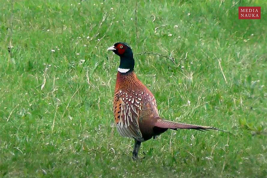 bażant (zwyczajny) (Phasianus colchicus)