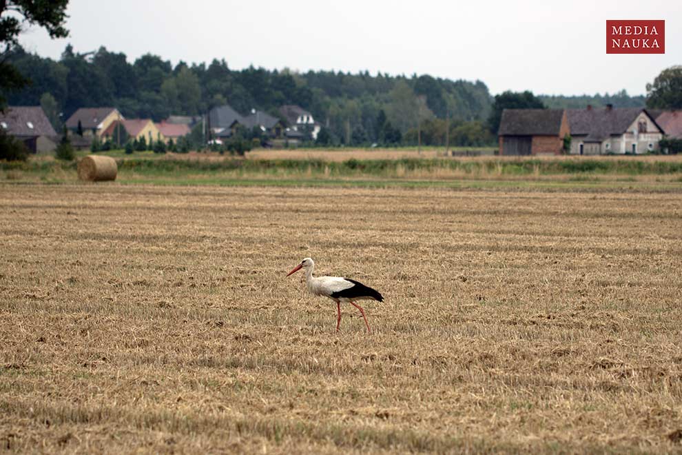 bocian biały