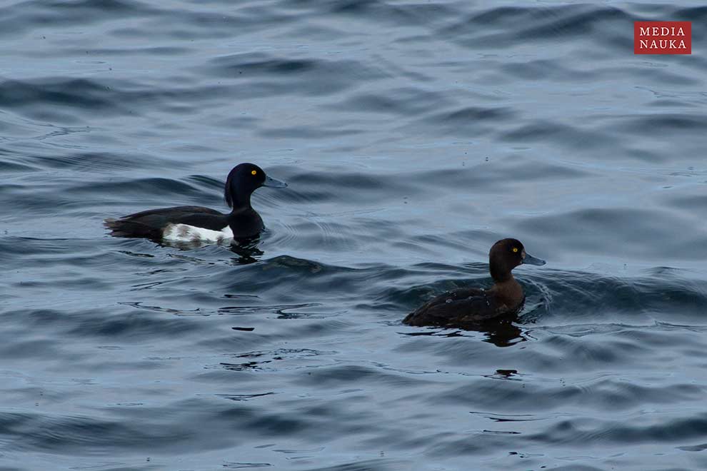 czernica (Aythya fuligula)