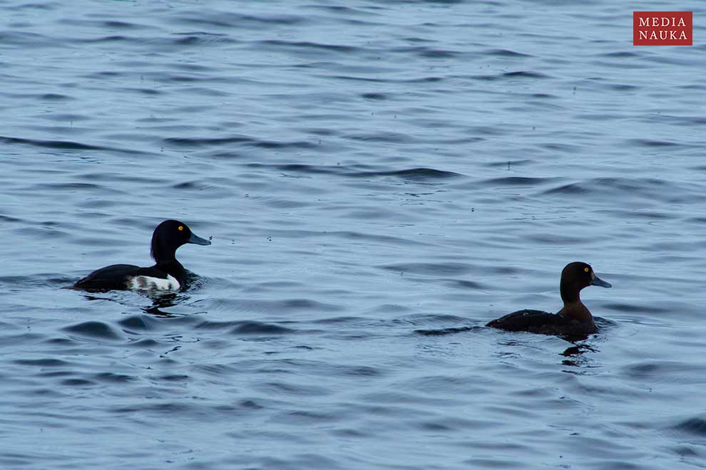 czernica (Aythya fuligula)