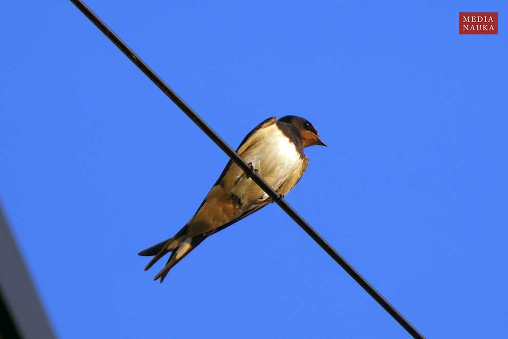 dymówka (Hirundo rustica)