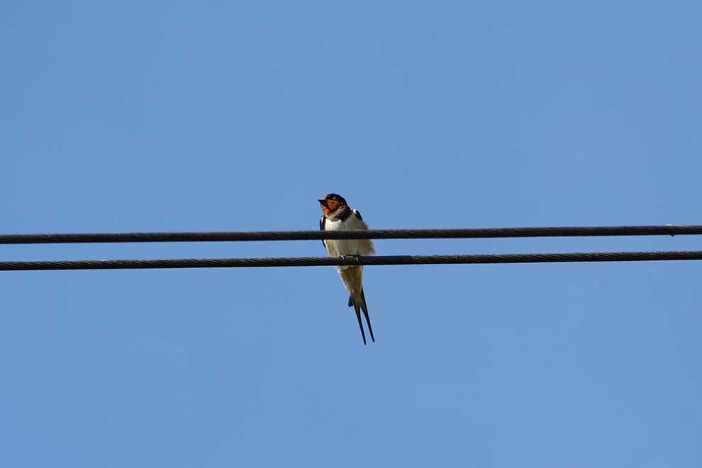 dymówka (Hirundo rustica)