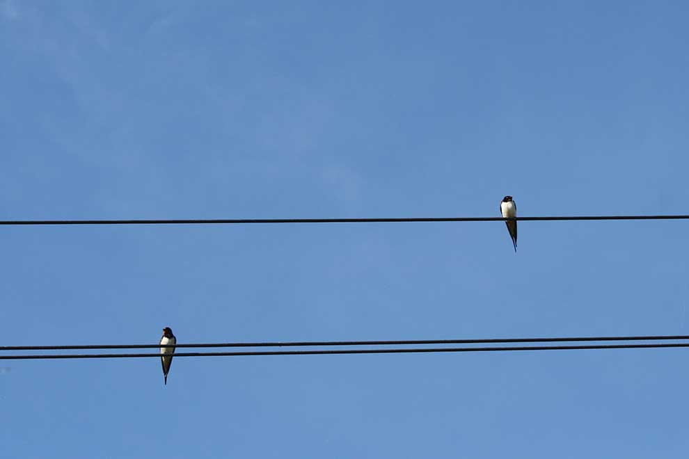 dymówka (Hirundo rustica)