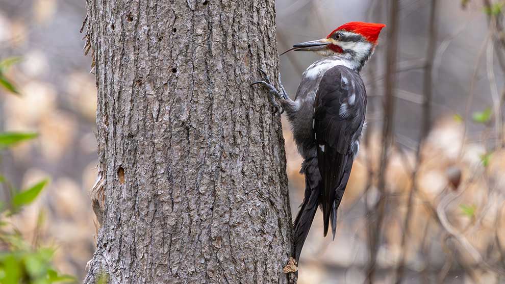 dzięcioł smugoszyi (Dryocopus pileatus)