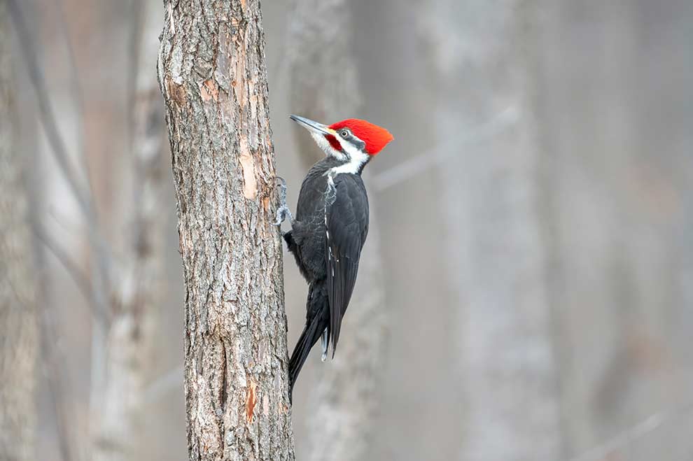 dzięcioł smugoszyi (Dryocopus pileatus)