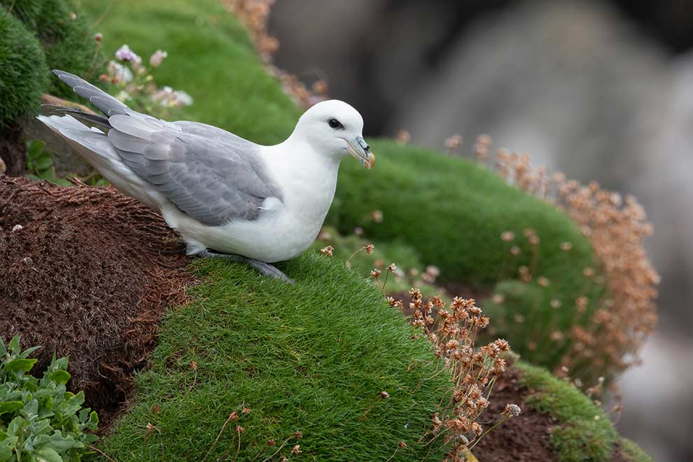 fulmar (zwyczajny) (Fulmarus glacialis)
