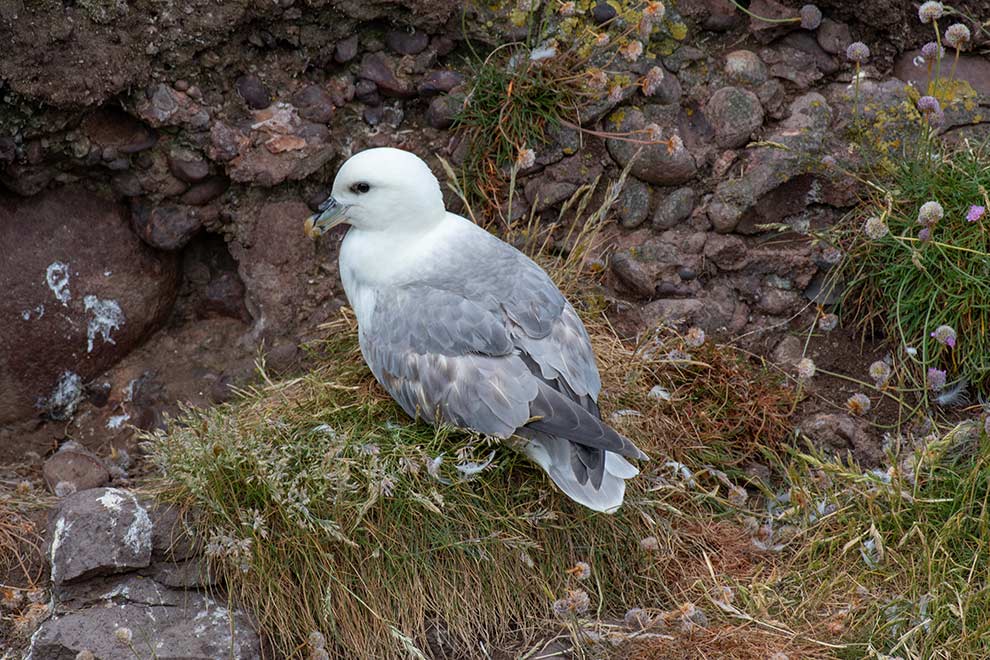 fulmar (zwyczajny) (Fulmarus glacialis)
