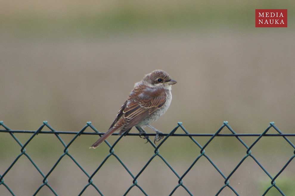 gąsiorek (Lanius collurio)