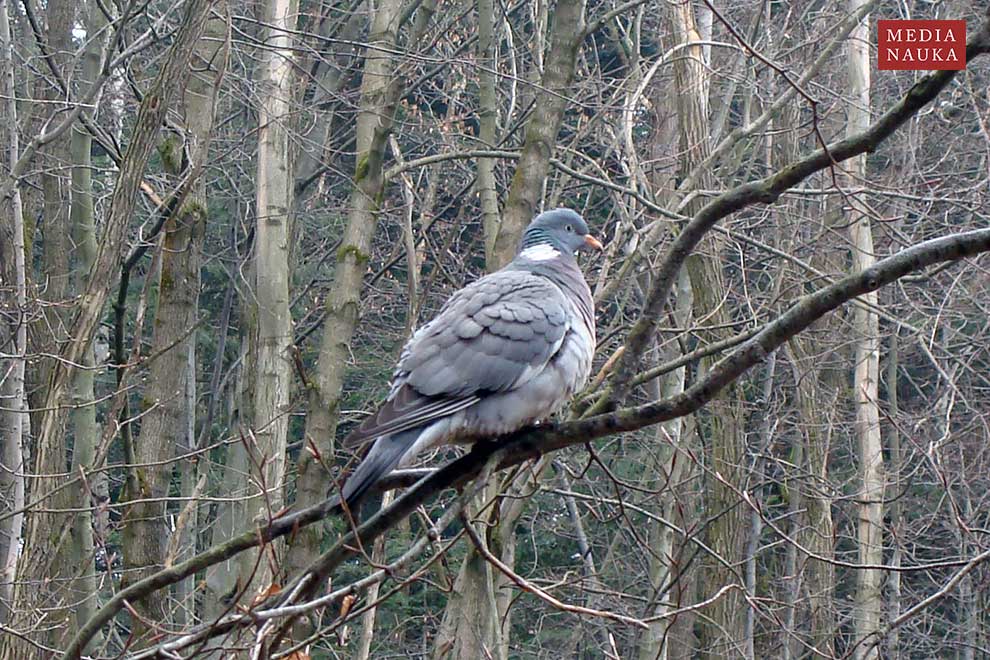 grzywacz (Columba palumbus)