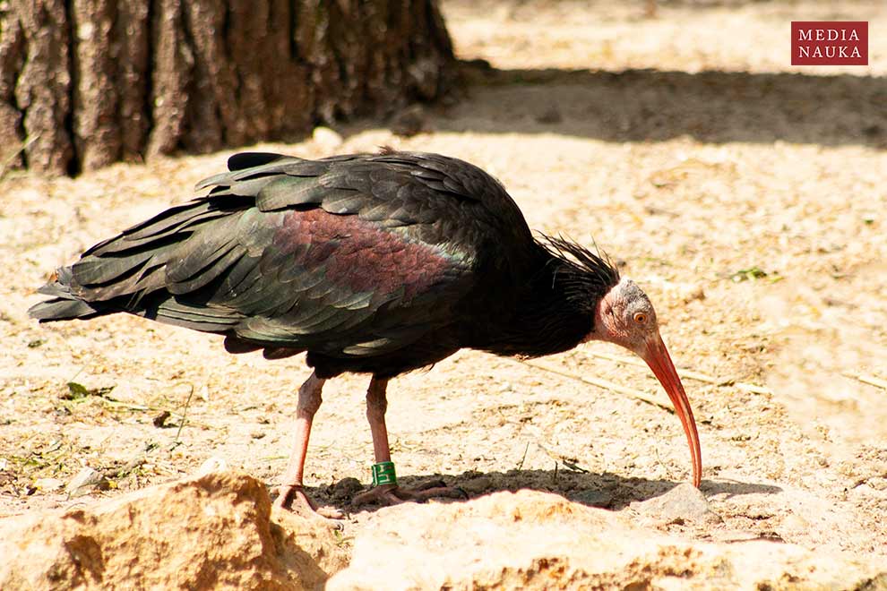 ibis grzywiasty (Geronticus eremita)