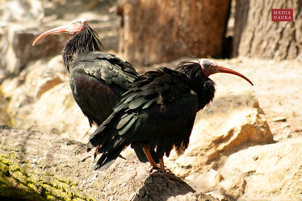 ibis grzywiasty (Geronticus eremita)