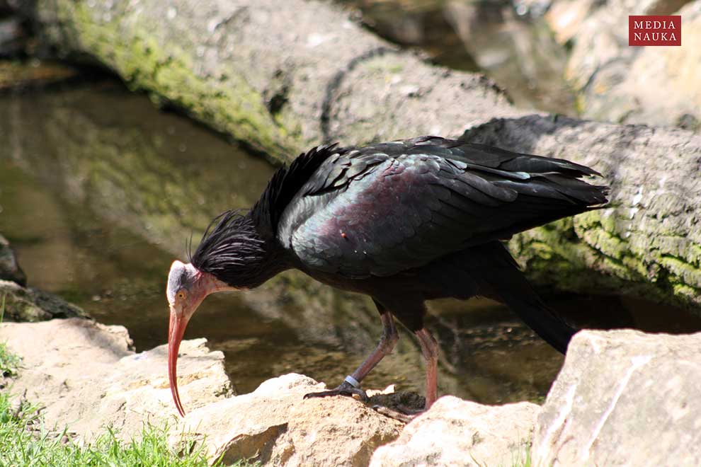 ibis grzywiasty (Geronticus eremita)