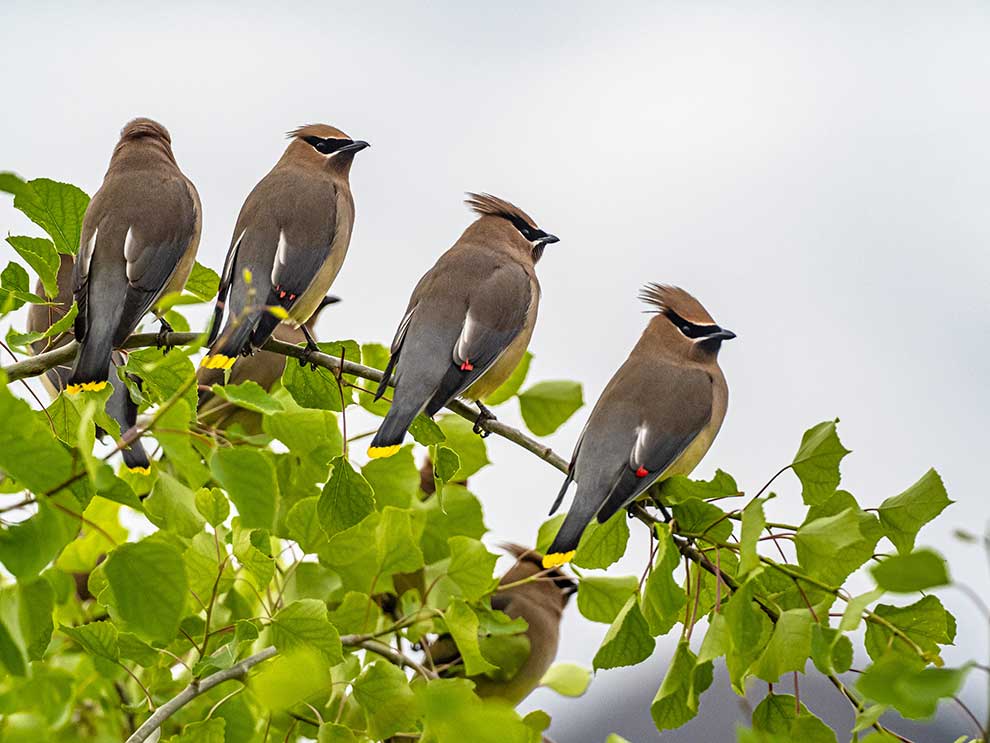 jemiołuszka cedrowa (Bombycilla cedrorum)