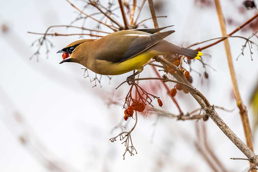 jemiołuszka cedrowa (Bombycilla cedrorum)