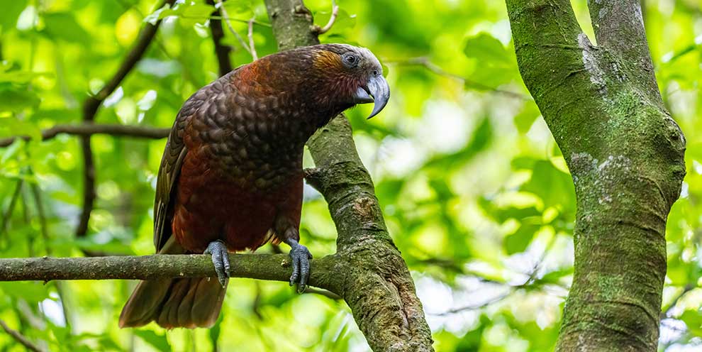 kaka (Nestor meridionalis)