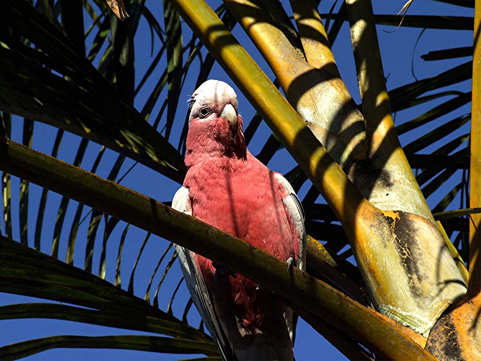 kakadu różowa (Eolophus roseicapilla)