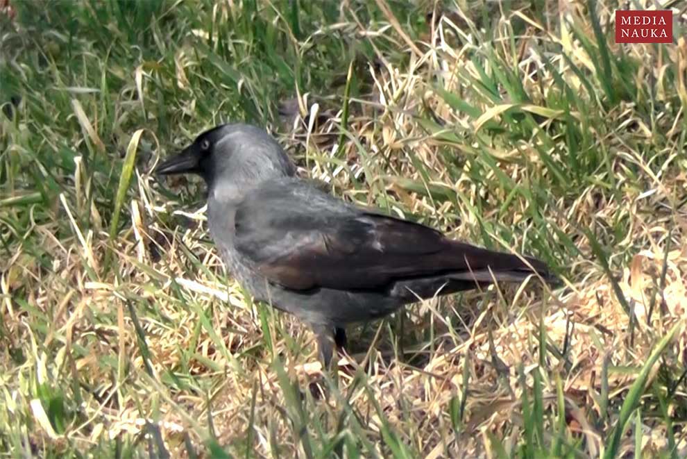 kawka (zwyczajna) (Corvus monedula)