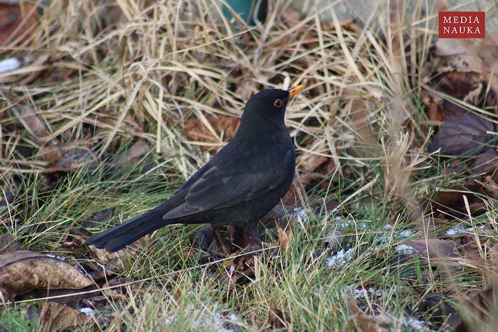 kos (Turdus merula)