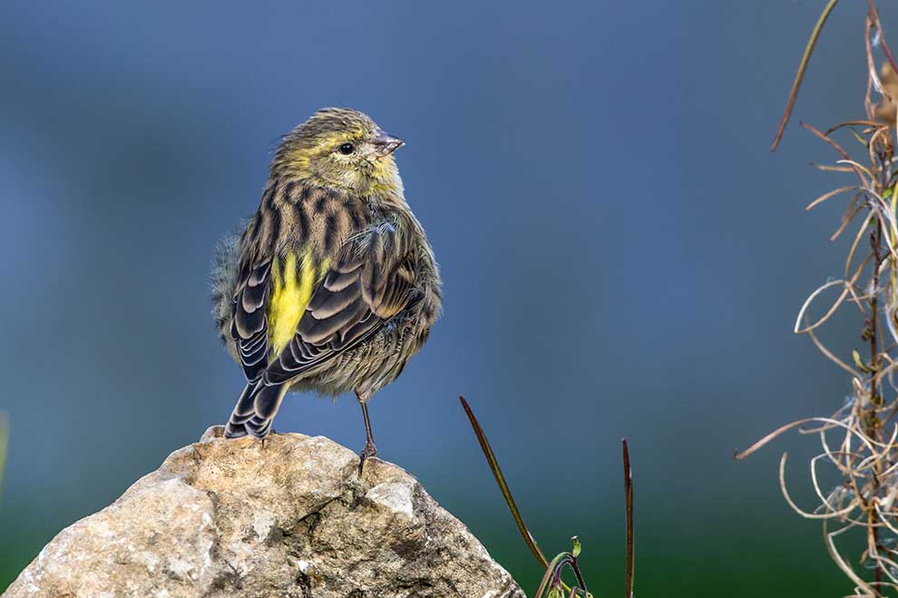kulczyk (zwyczajny) (Serinus serinus)