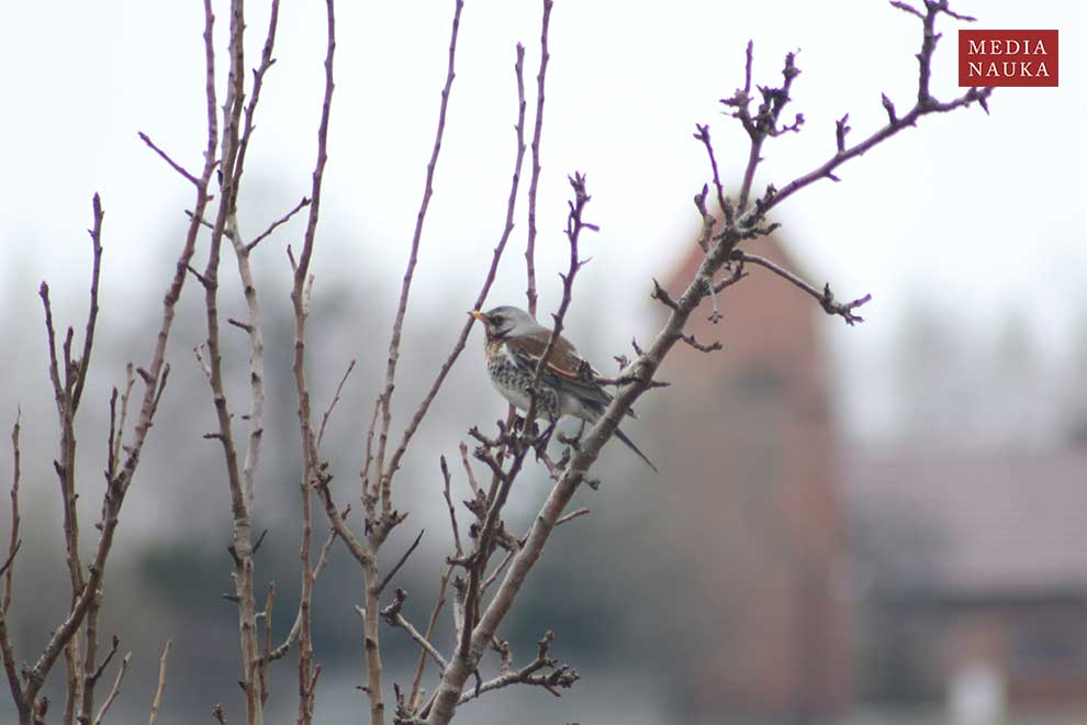 kwiczoł (Turdus pilaris)