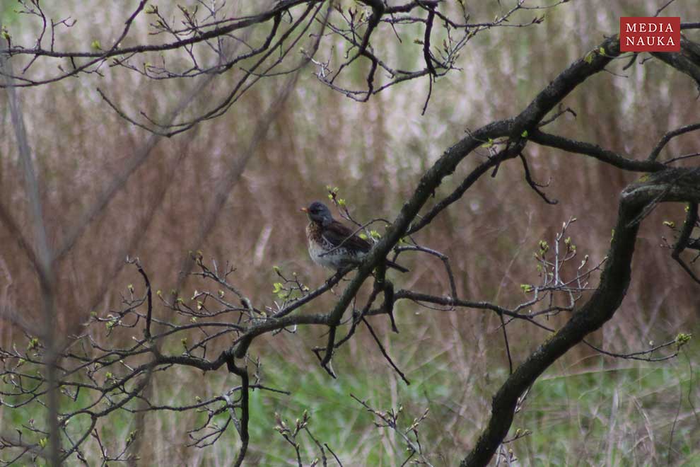 kwiczoł (Turdus pilaris)