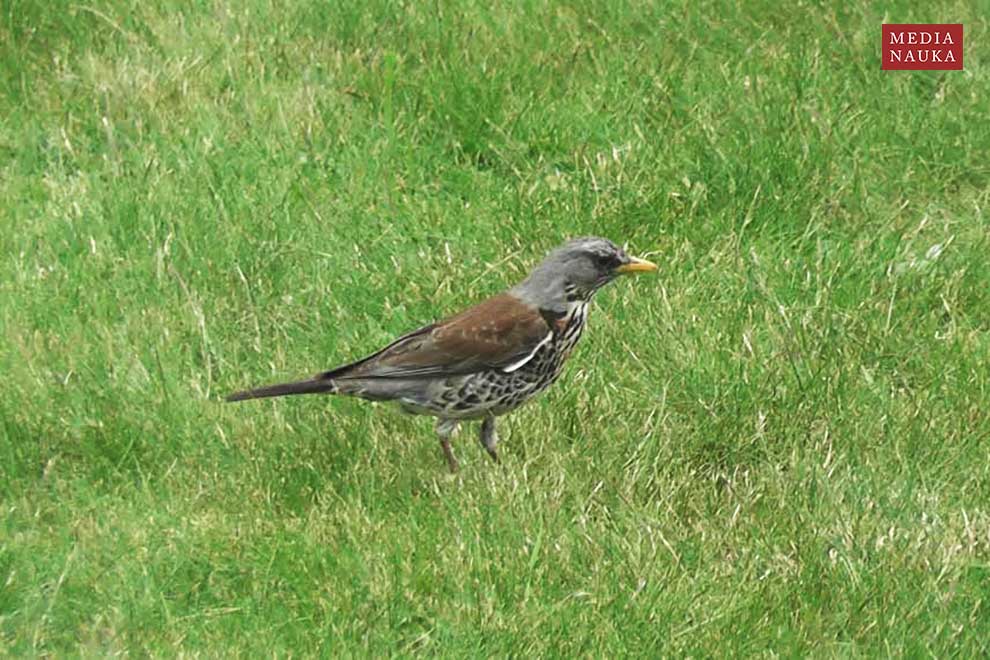 kwiczoł (Turdus pilaris)