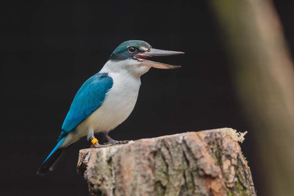 łowczyk obrożny (Todiramphus chloris)