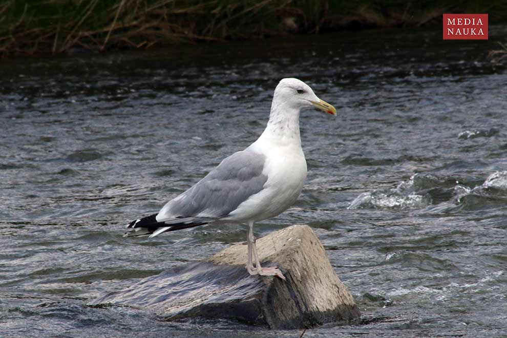 mewa srebrzysta (Larus argentatus)