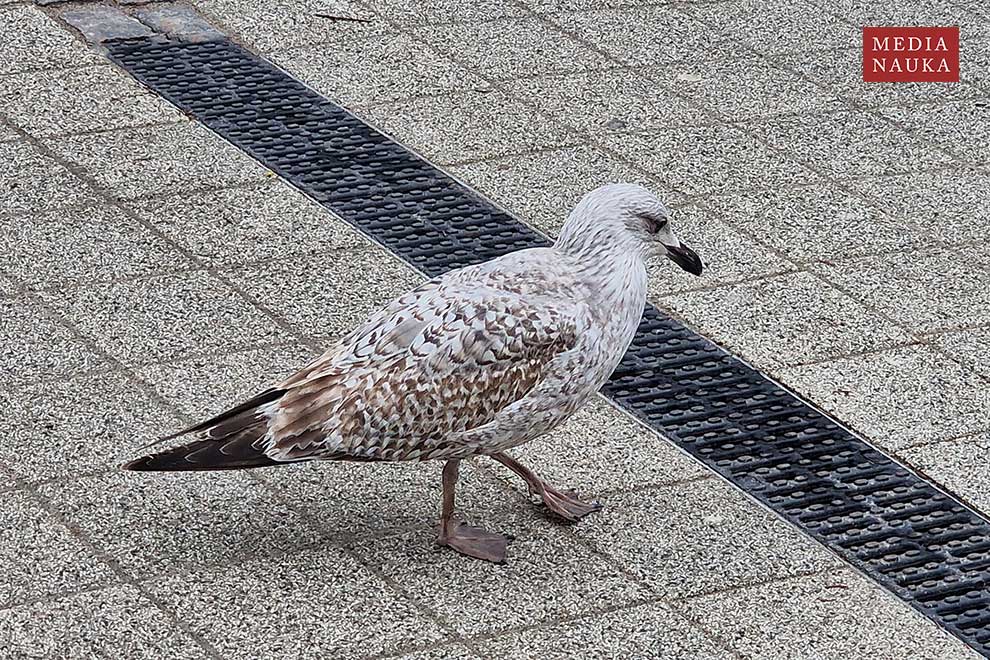 mewa srebrzysta (Larus argentatus)