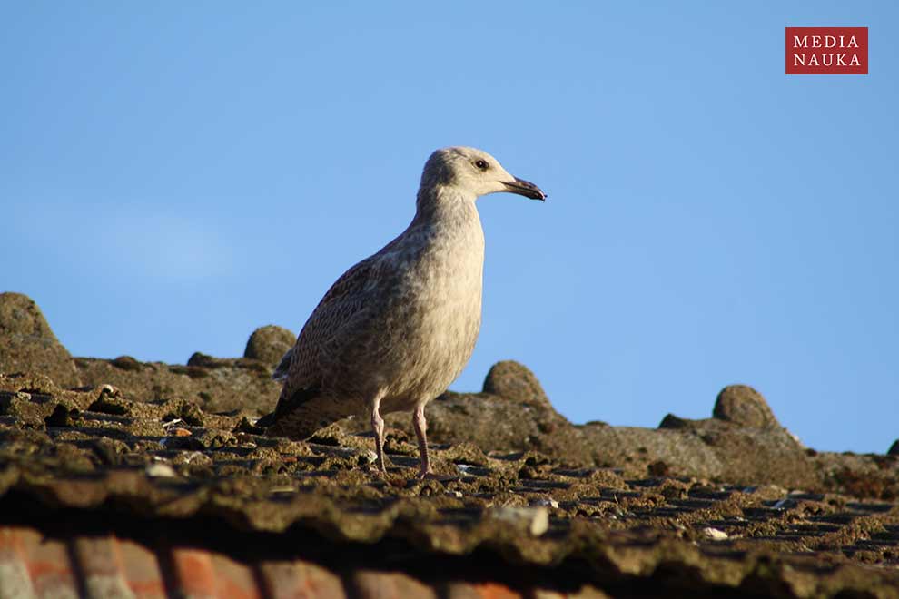 mewa srebrzysta (Larus argentatus)