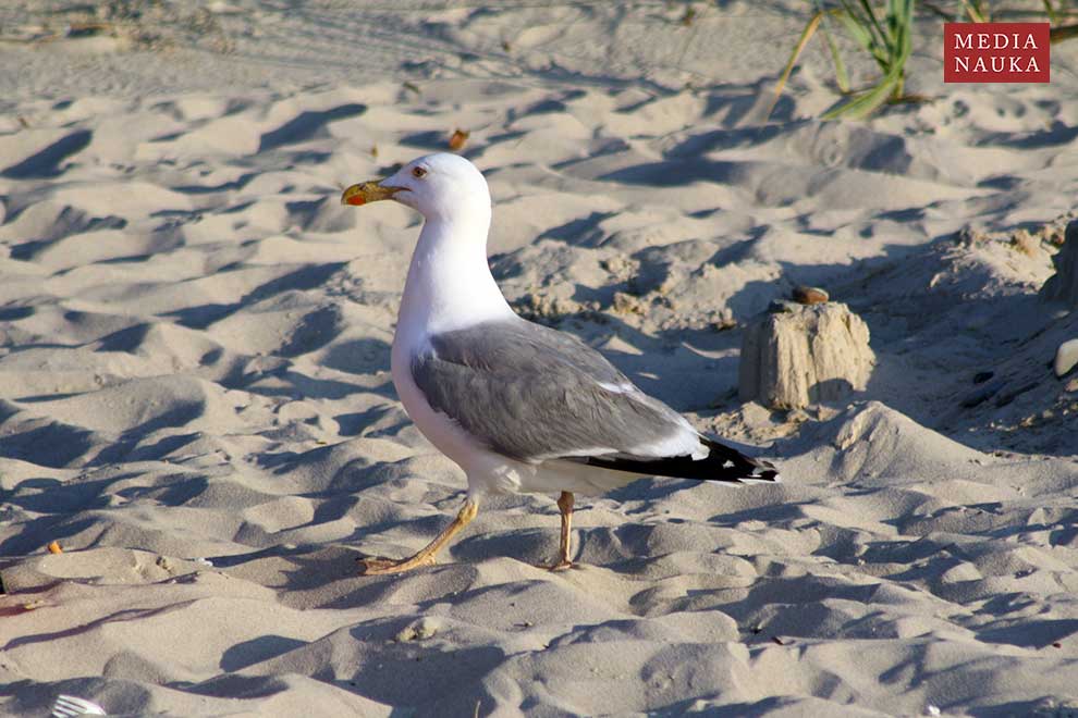 mewa srebrzysta (Larus argentatus)