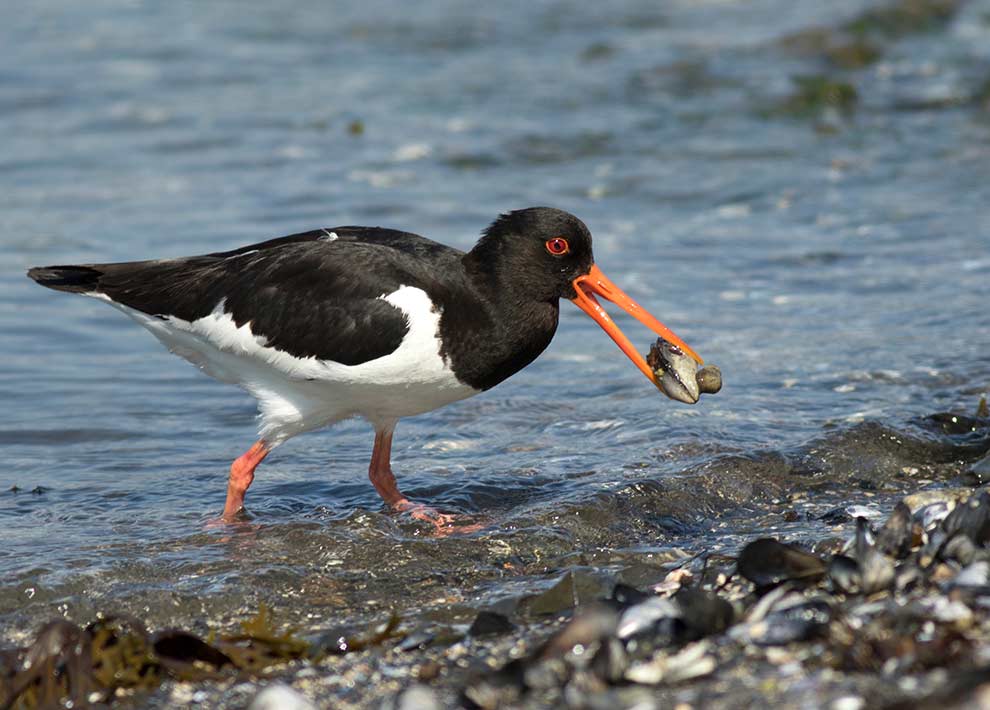 ostrygojad długodzioby (Haematopus longirostris)