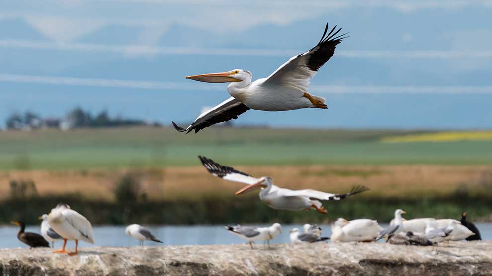 pelikan dzioborogi (Pelecanus erythrorhynchos)