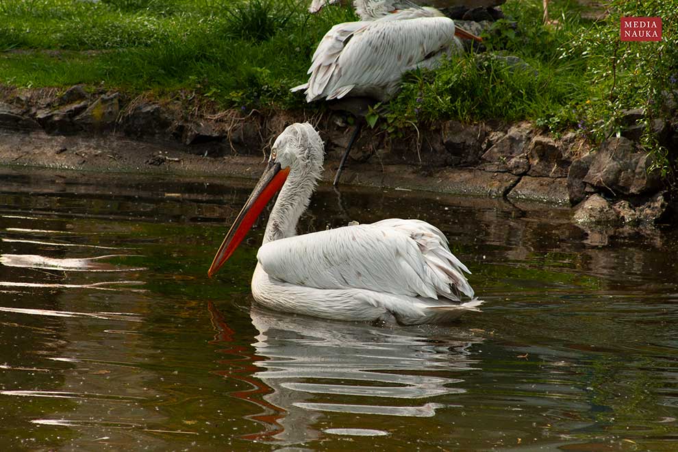 pelikan kędzierzawy (Pelecanus crispus)