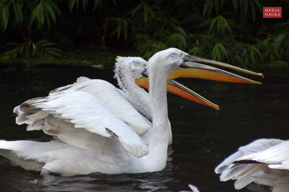 pelikan kędzierzawy (Pelecanus crispus)