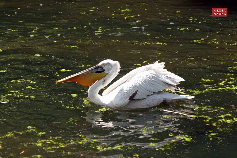 pelikan kędzierzawy (Pelecanus crispus)