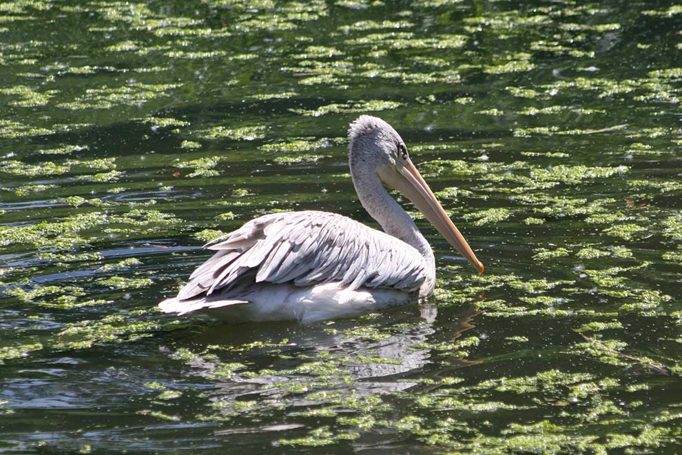 pelikan mały (Pelecanus rufescens)