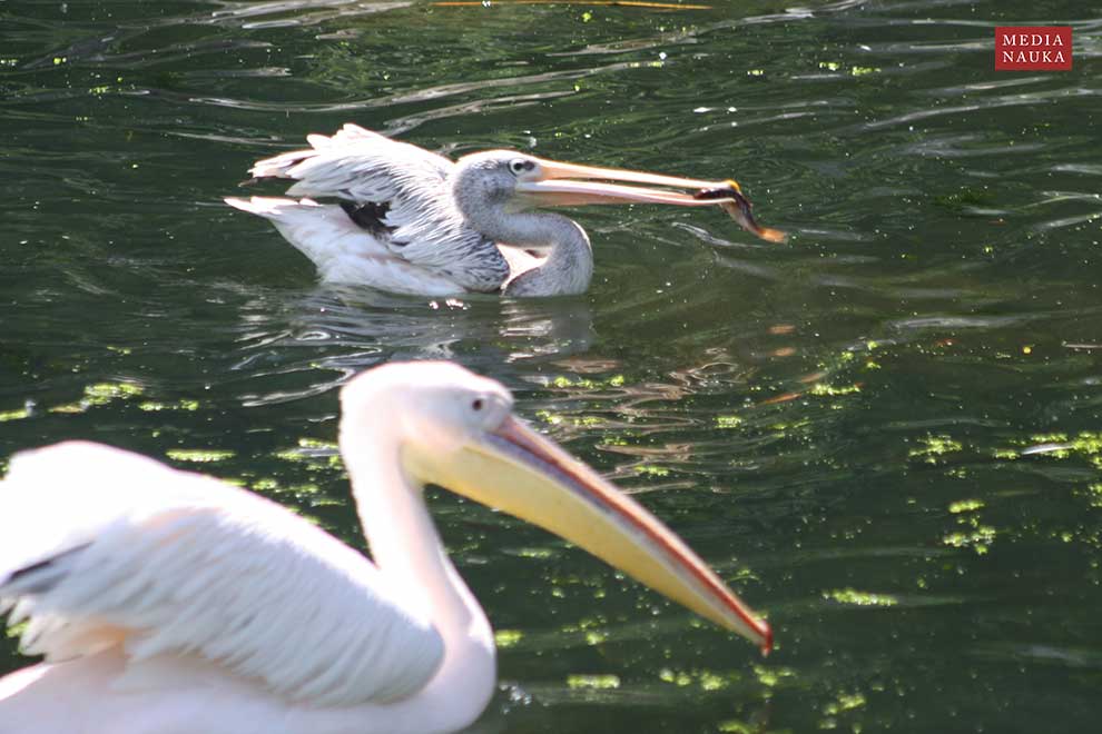 pelikan mały (Pelecanus rufescens)