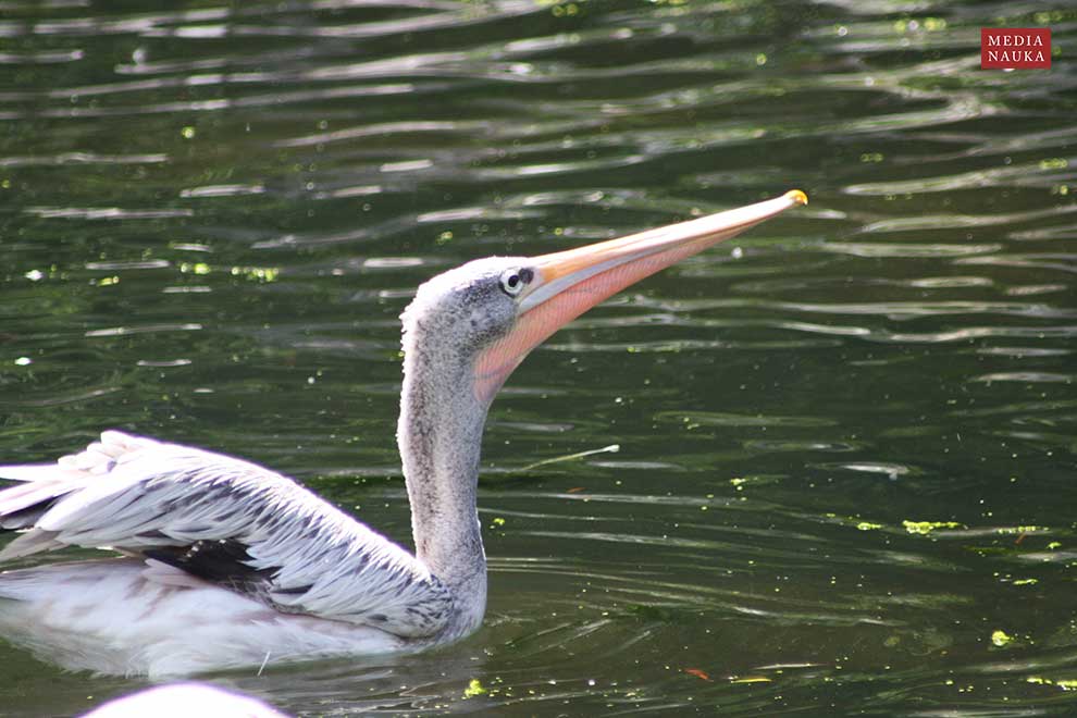 pelikan mały (Pelecanus rufescens)