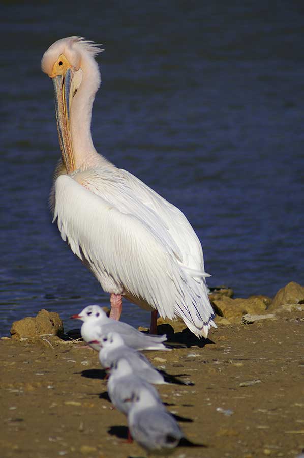 pelikan różowy, pelikan baba