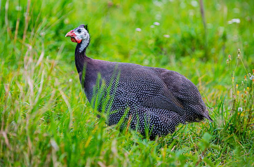 perlica zwyczajna, perliczka (Numida meleagris)