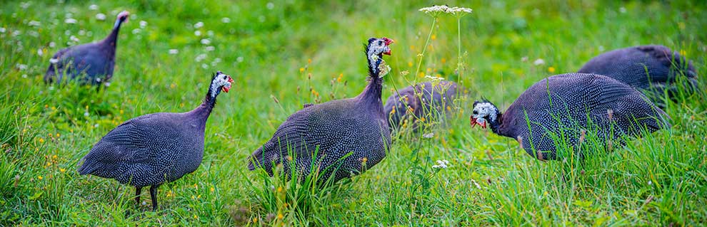 perlica zwyczajna, perliczka (Numida meleagris)