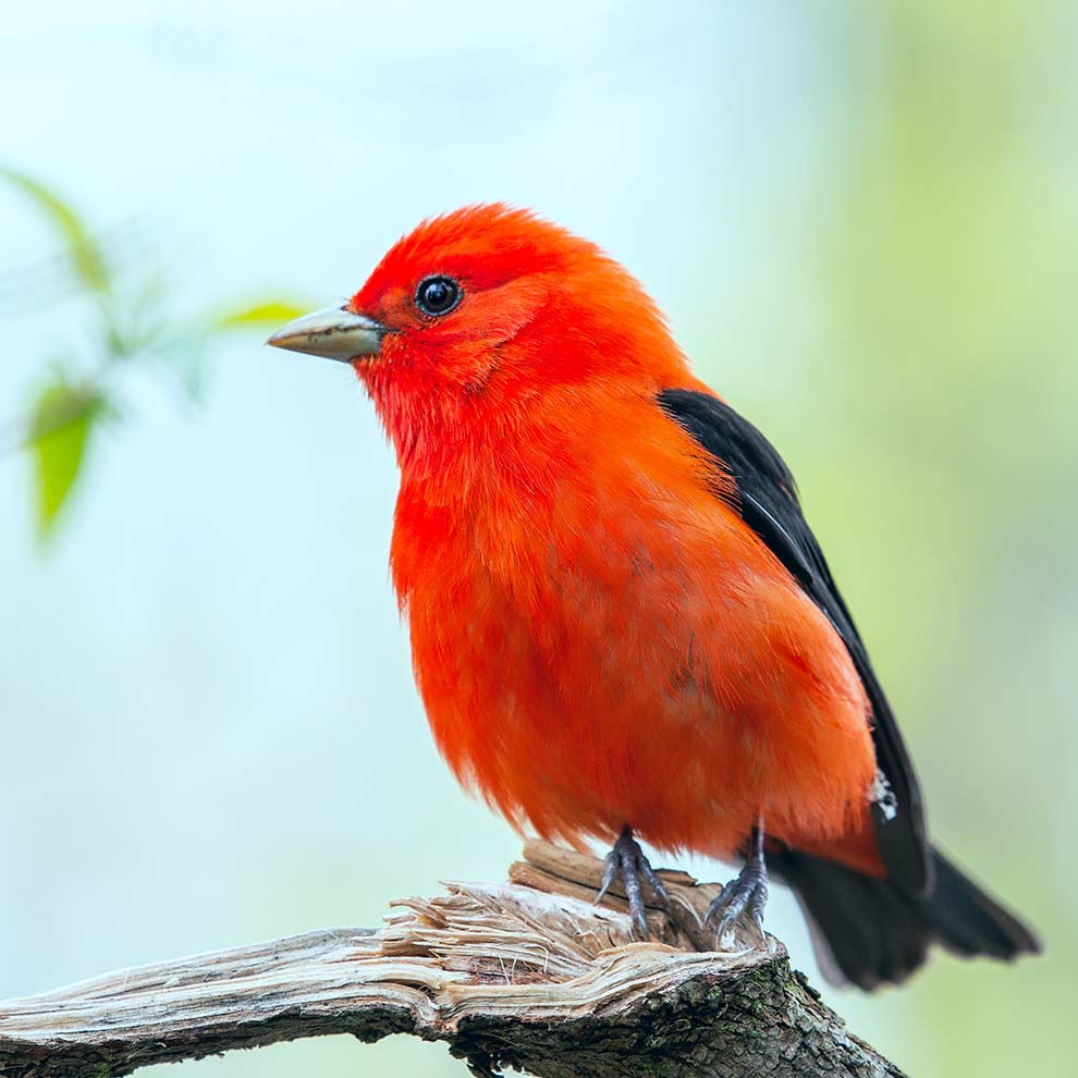 piranga szkarłatna (Piranga olivacea)