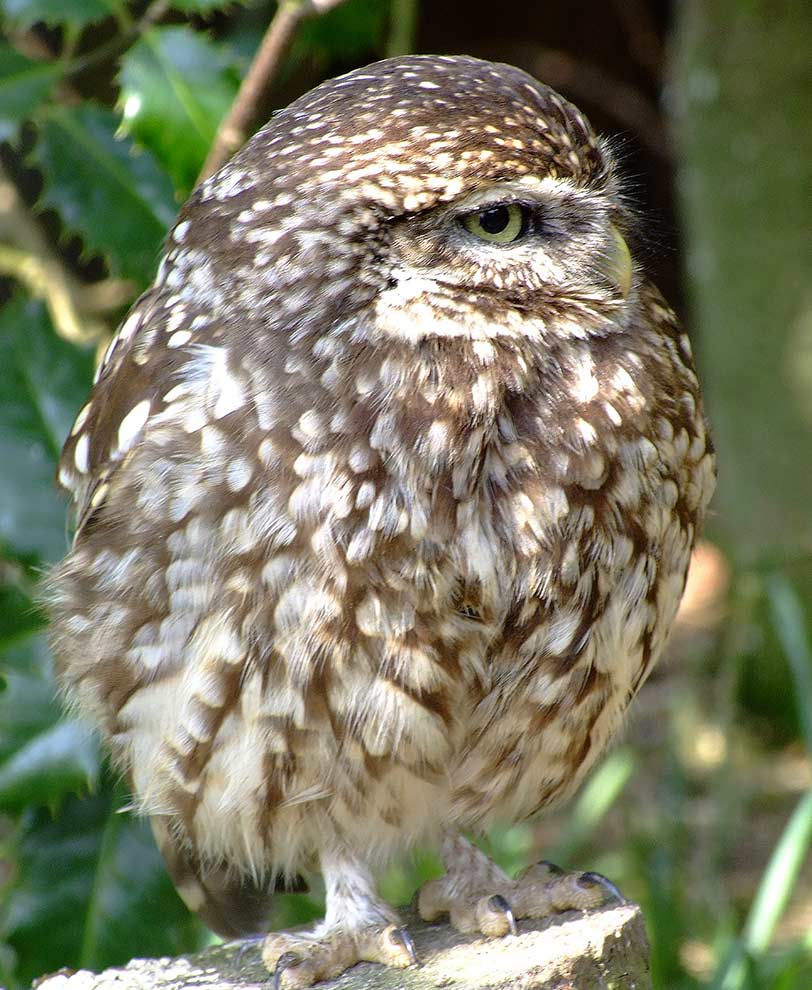 pójdźka (zwyczajna) (Athene noctua)