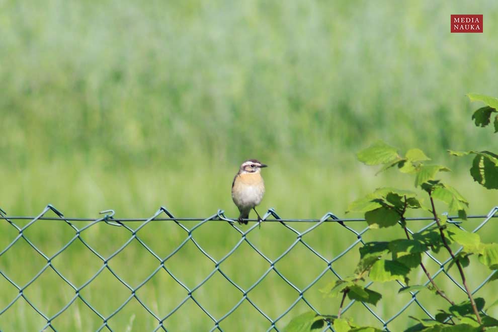 pokląskwa (Saxicola rubetra)