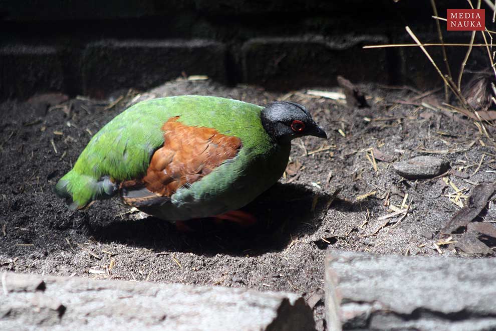 bezszpon (Rollulus rouloul)